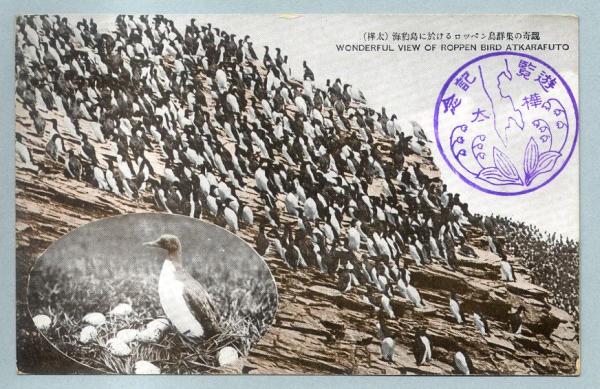 絵葉書 樺太 海豹島のロッペン鳥群集の奇観 田沢貼実逓便 機 大泊 カミモノネット 絵葉書 切手類の販売と買取