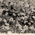 絵葉書　植物　日本アルプス　チングルマ草