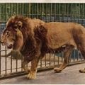 絵葉書　生物　東京　上野動物公園　獅子　ライオン　カラー