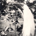 絵葉書　南洋　ニューギニア州特産極楽鳥