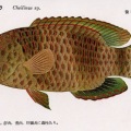 絵葉書　生物　魚　ハナビベラ　カラー