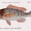 絵葉書　生物　魚　ムネアカクチビ　カラー