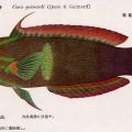 絵葉書　生物　魚　クマドリベラ　カラー