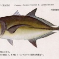 絵葉書　生物　魚　ニラミヒラアヂ　カラー