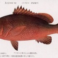 絵葉書　生物　魚　オキフエダイ　カラー