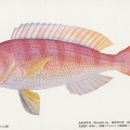 絵葉書　生物　魚　シナグリス　カラー