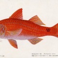 絵葉書　生物　魚　ウミヒゴイの一種　カラー