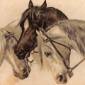 絵葉書　生物　3頭の馬　イラストカラー