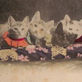 絵葉書　生物　座布団に座る子猫たち　手彩色カラー