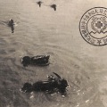 絵葉書　生物　池を泳ぐ鴨の群れ