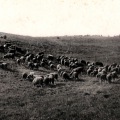絵葉書　千葉　三里塚牧場　羊の放牧