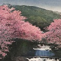 絵葉書　長崎　中川カルルス桜満開の景　カラー