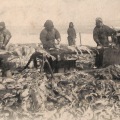 絵葉書　樺太　樺太　西海岸に於ける棒鱈の製造