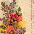 絵葉書　植物　2種類の花　カラー　外国製絵葉書　菊貼実逓便