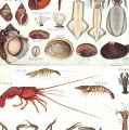 絵葉書　生物　海の生き物　貝/甲殻類/珊瑚/等　カラー　8枚