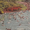 絵葉書　台湾　台湾の風物　家鴨の水泳ぎ　カラー