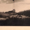 絵葉書　満州　公主嶺農事試験場風景　羊の群れ　満鉄発行
