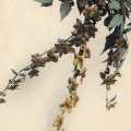 絵葉書　植物　桑の実と花　手彩色カラー